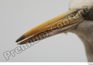 Stork  2 beak head 0002.jpg